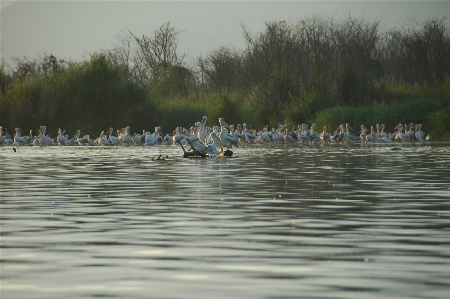 stado pelikanów